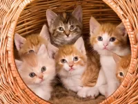 Пазл Котята