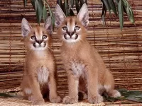 Пазл Котята