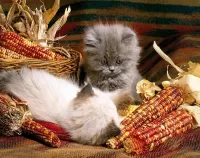 Пазл Котята и кукуруза 