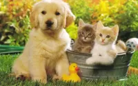 Пазл котята и щенята