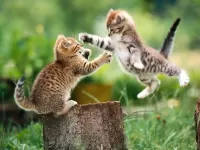 Пазл Котята играют