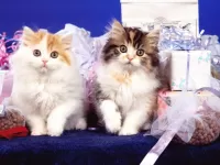 Пазл Котята с подарками
