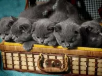 Пазл Котята в чемодане 