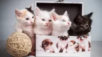 Пазл Котята в коробке