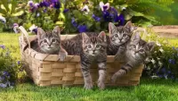 Пазл Котята в корзинке