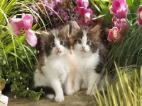 Пазл Котята в саду