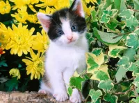 Пазл Котёнок 