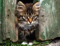 Пазл Котёнок