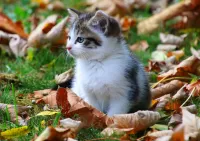 Пазл Котёнок