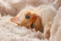 Пазл Котёнок