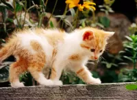 Пазл Котёнок