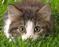 Пазл Котёнок