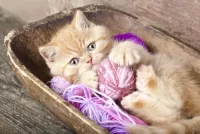 Пазл Котёнок 