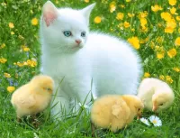 Пазл Котёнок и цыплята 