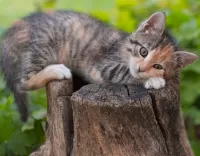 Пазл Котёнок на пне