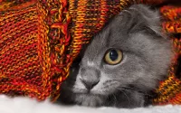 Пазл Котёнок под пледом