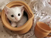 Пазл Котёнок в горшочке