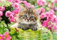 Пазл Котёнок в саду