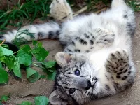 Пазл Красавчик