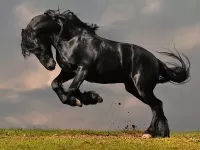 Пазл Красавец