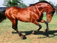 Пазл Красавец