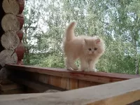 Пазл Красивый котенок