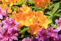 Пазл Краски азалии