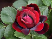 Пазл Красная роза