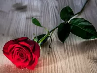 Пазл Красная роза на полу