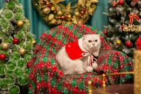 Пазл Кресло