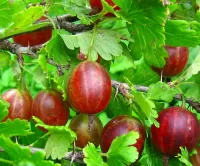 Пазл Крыжовник