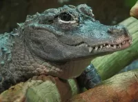 Пазл Крокодил 