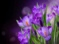 Пазл Крокусы