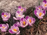Пазл Крокусы