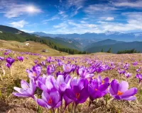 Пазл Крокусы