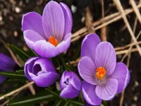 Пазл Крокусы нежные