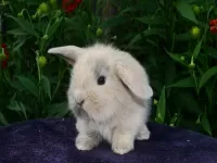 Пазл Крольчонок