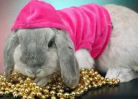 Пазл Кролик 