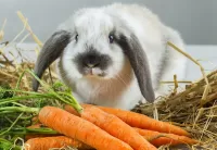 Пазл Кролик