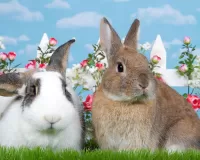 Пазл Кролики