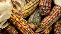 Пазл Кукуруза