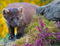 Пазл Куница