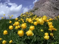 Пазл Купальницы