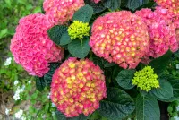 Пазл Куст гортензии