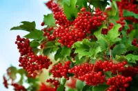 Пазл Куст калины