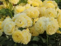 Пазл Куст роз