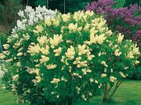 Пазл Куст сирени