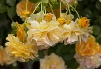 Пазл Куст желтых роз