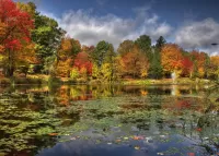 Пазл Кувшинки 