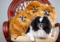 Пазл Квартет